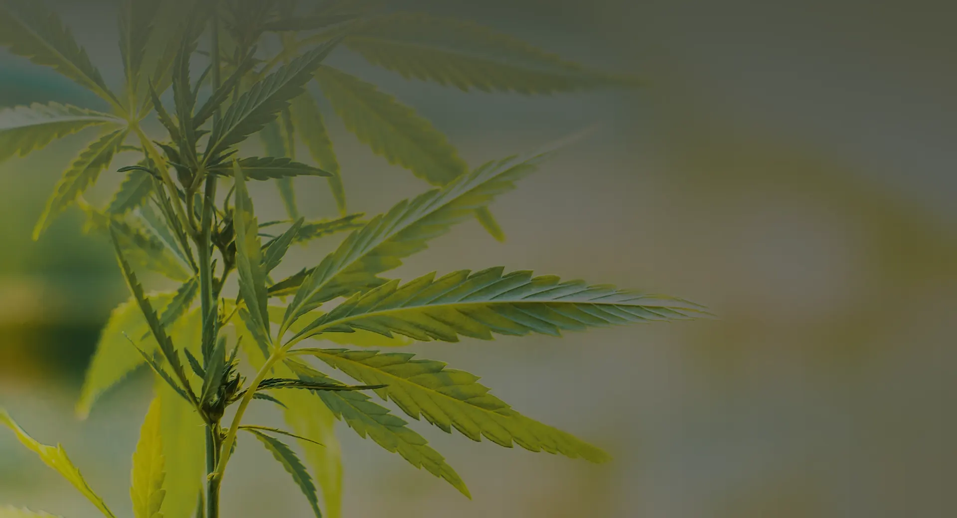 Le CBD n’aura plus aucun secret pour vous